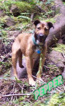 Pepper is now dead